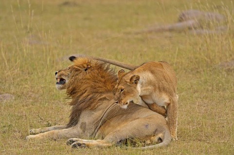Mating Lions