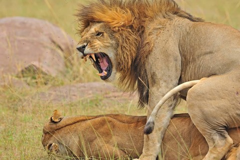 Mating Lions