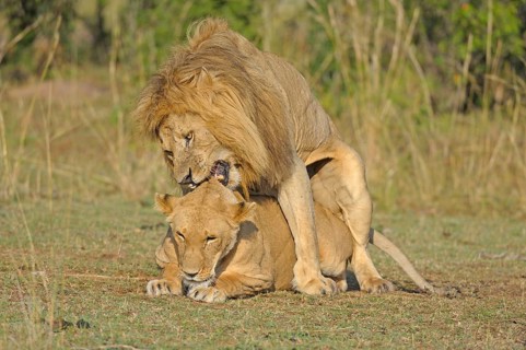 Lions