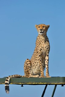 Wild Cheetah