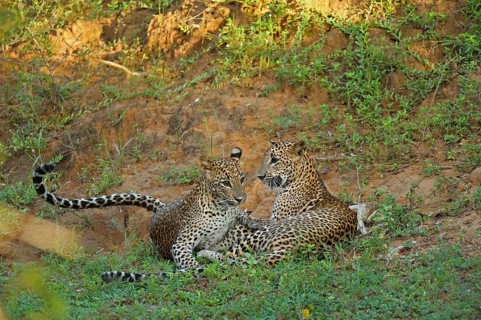 Two Sri Lankan Leopards