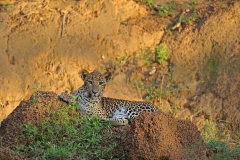 Sri Lankan Leopard