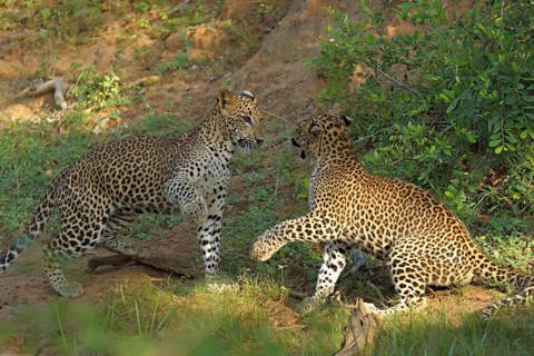 Two Sri Lankan Leopards