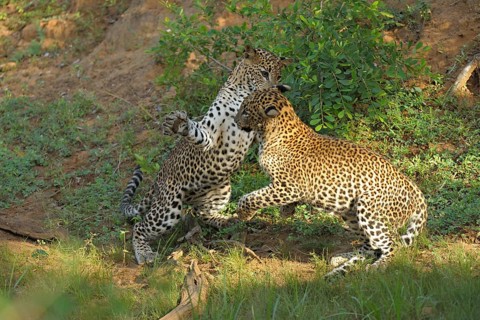 Two Sri Lankan Leopards