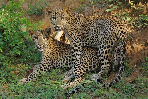 Two Sri Lankan Leopards