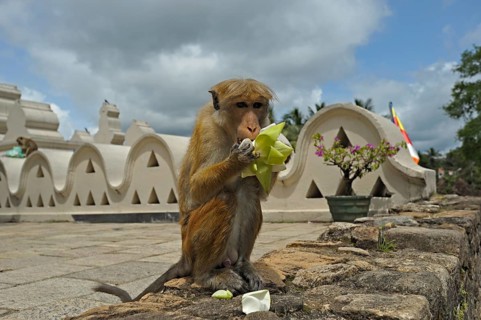 Bonnet macaque