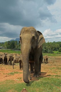Sri Lankan Elephants