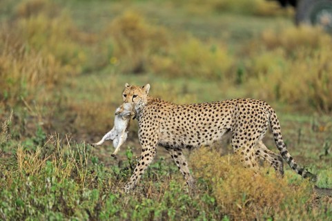 Cheetah
