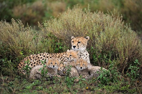 Cheetahs