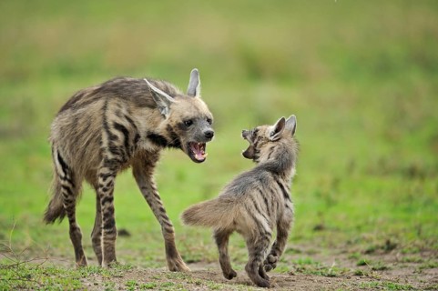 Striped hyena