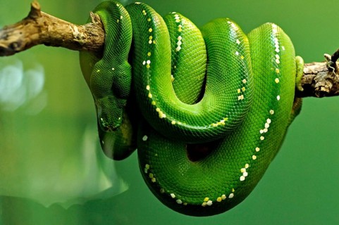 Green tree python