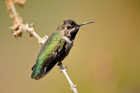 Anna's Hummingbird