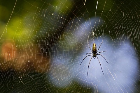 Giant Wood Spider