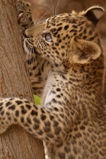 Leopard