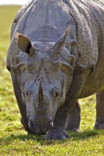 Indian Rhinoceros or Great One-horned Rhinoceros or Asian One-horned Rhinoceros