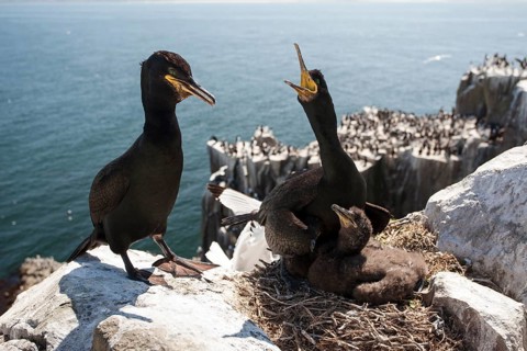 Common Shags or European Shags