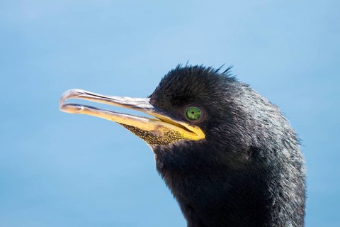 Common Shag or European Shag