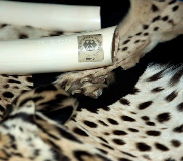 Ivory confiscated by Customs with seal of the Federal Agency for Nature Conservation