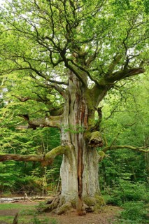 Huge old moss-covered gnarled oak in a former pastoral forest