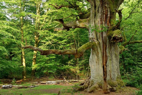 Huge old moss-covered gnarled oak in a former pastoral forest