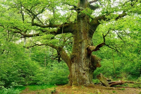 Huge old moss-covered gnarled oak in a former pastoral forest