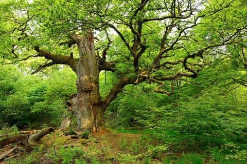 Huge old moss-covered gnarled oak in a former pastoral forest