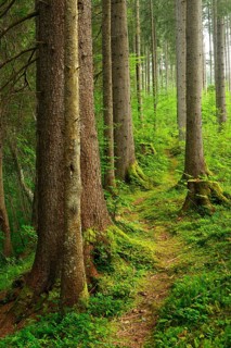 Path through natural spruce forest