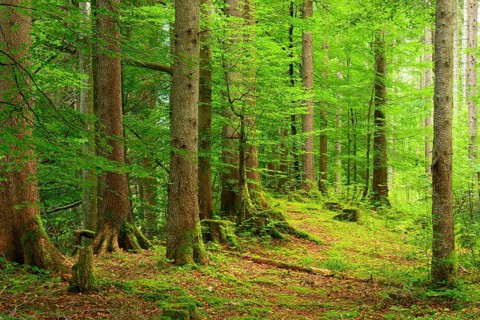 Natural spruce forest