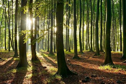 Rays of sunlight in natural beech forest