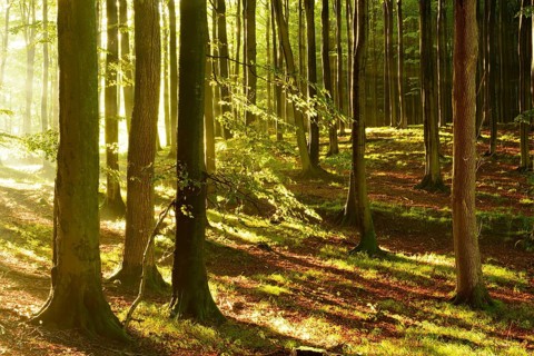 Rays of sunlight in natural beech forest