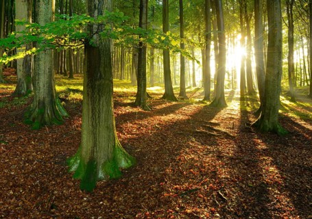 Rays of sunlight in natural beech forest