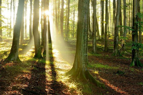 Rays of sunlight in natural beech forest