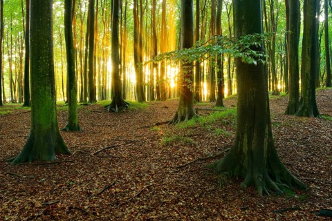 Rays of sunlight in natural beech forest