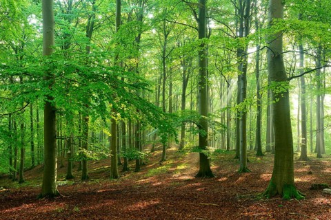 Rays of sunlight in natural beech forest