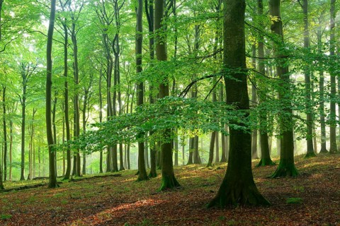 Rays of sunlight in natural beech forest