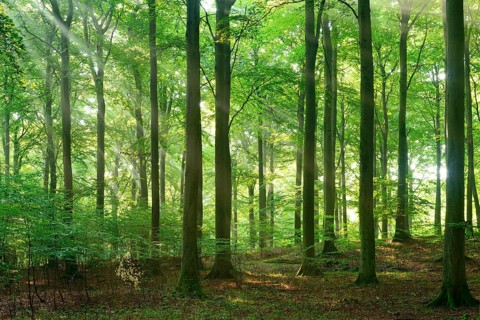 Rays of sunlight in natural beech forest