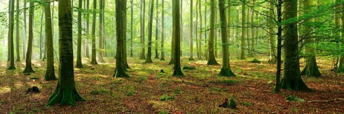 Rays of sunlight in natural beech forest