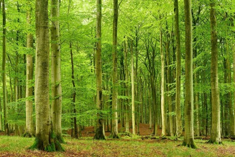 Natural beech forest