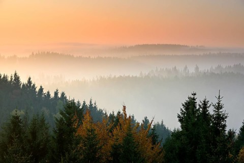 Spruce
