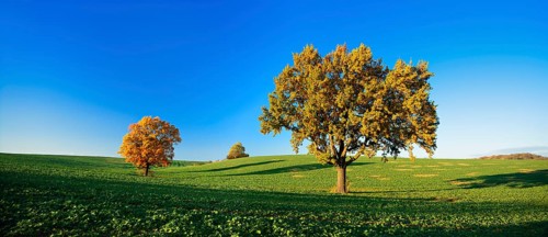 Solitary oaks