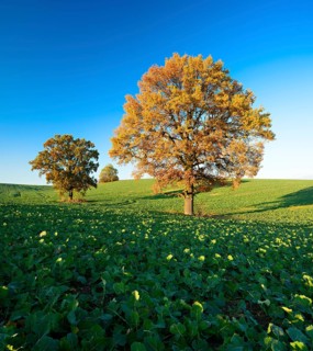 Solitary oaks