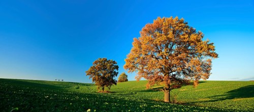 Solitary oaks