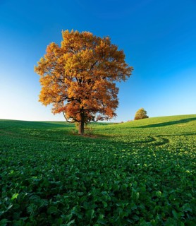 Solitary oaks