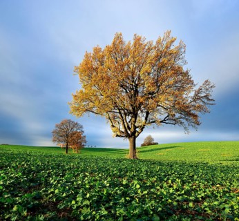 Solitary oaks