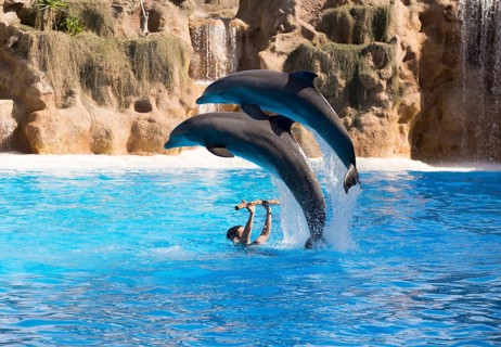 Two bottlenose dolphins