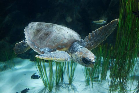Loggerhead Sea Turtle