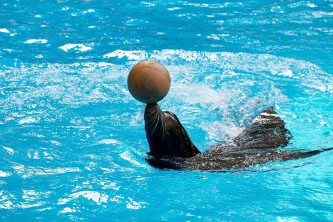California Sea Lion