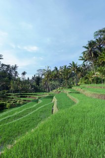 Rice terraces at entrance to Gunung Kawi temple complex