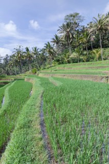 Rice terraces at entrance to Gunung Kawi temple complex