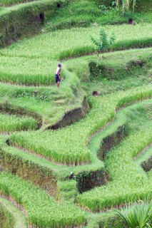 Rice terraces near Tegallalang